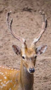 Forest and Wildlife Resources : Class 10 Geography